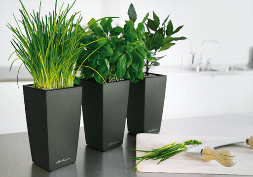 家居植物風(fēng)水的禁忌-臥室植物風(fēng)水知識