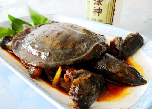甲魚怎么做好吃？甲魚的做法與技巧