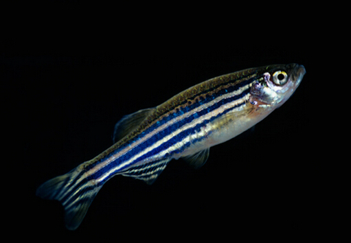 斑馬魚的風(fēng)水學(xué)應(yīng)用-斑馬魚的品種介紹