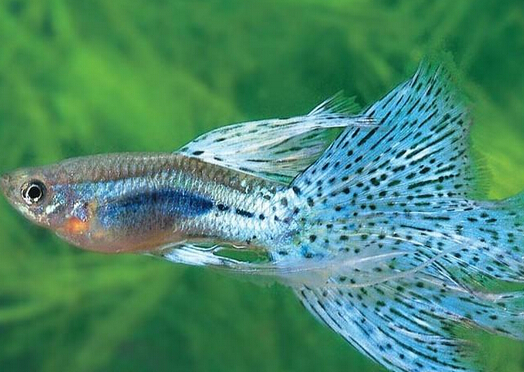 鳳尾魚怎么養？鳳尾魚養殖的注意事項