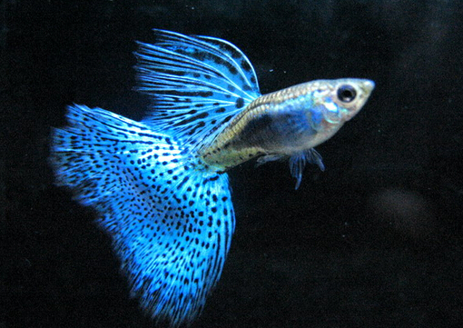 孔雀魚怎么養(yǎng)？孔雀魚爛尾怎么辦？