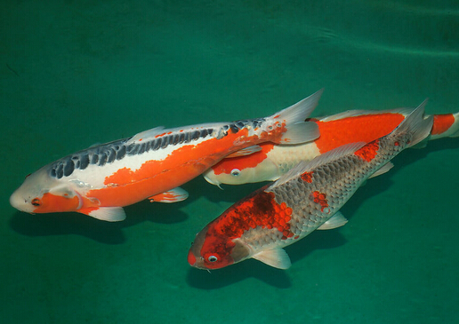 錦鯉魚怎么養(yǎng)？如何對錦鯉魚進行魚病防治？