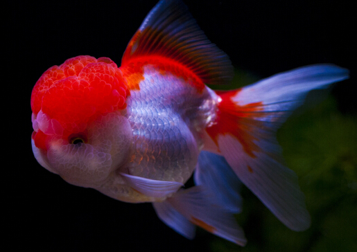 金魚吃什么？金魚吃多了怎么辦？