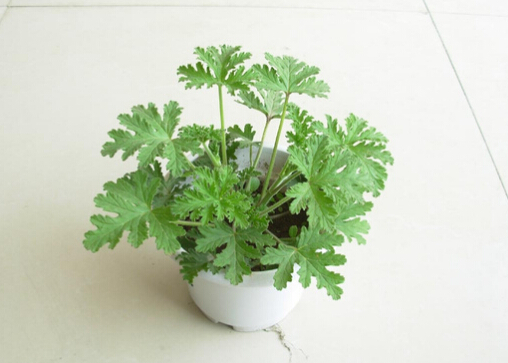 驅蚊草是什么？驅蚊草怎么養？