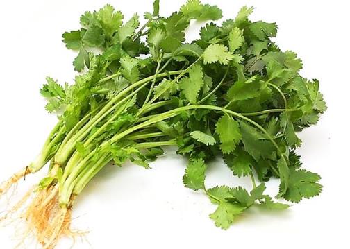 冬天香菜怎么保存？香菜的保存方法