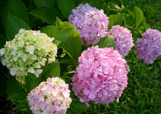 家里有孕婦能養繡球花嗎？繡球花有毒嗎？