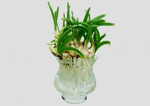 家里有孕婦能養水仙花嗎？水仙花的養殖方法和注意事項