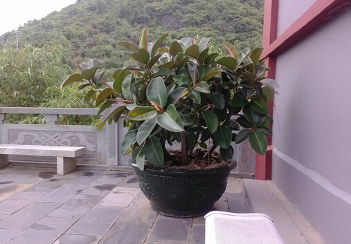家里有寶寶能養(yǎng)橡皮樹嗎？橡皮樹有毒嗎？
