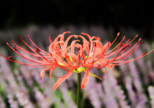 曼陀羅花有毒嗎？家里有寶寶能養曼陀羅花嗎？