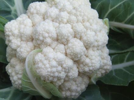 寶寶吃菜花有什么好處？寶寶吃菜花的做法