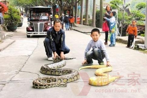 東莞遛蛇哥當街遛兩百斤大蟒蛇(黃金蟒和越南蟒)，父子倆遛蟒蛇寵物引人圍觀