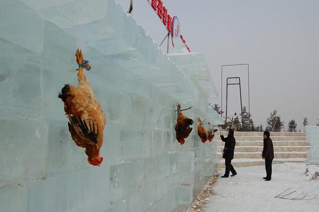 吉林延吉冰雪節為吸引游客，驚現活雞當靶供游客射殺組圖