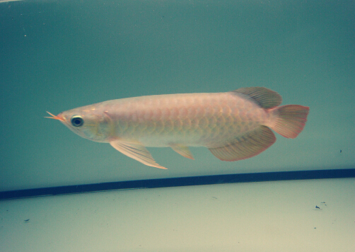 魚刺卡喉嚨的處理方法-魚刺卡喉嚨怎么辦？