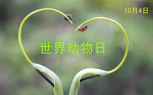 世界動(dòng)物日是幾月幾日？公歷10月4日是什么節(jié)日