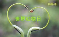 世界動(dòng)物日是幾月幾日？公歷10月4日是什么節(jié)日