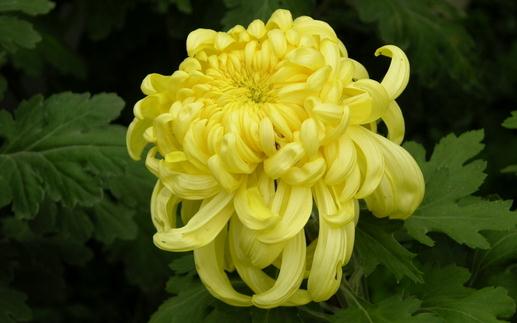 不同的菊花有什么功效？降火用滁菊