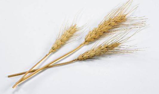 吃燕麥有什么功效？燕麥怎么吃營養？