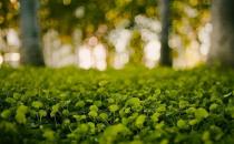 小心植物“報復(fù)” 植物也會吃醋