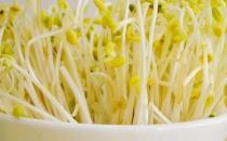 黃豆芽和綠豆芽哪個營養(yǎng)價值更高？