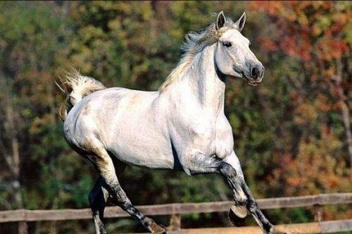 最純正的汗血寶馬，價值上千萬美元