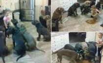 國外4歲女童徒手喂食6只巨型斗牛犬，面無懼色