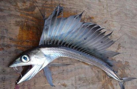 美國(guó)海灘驚現(xiàn)恐怖怪魚(yú)，滿嘴獠牙會(huì)吃人