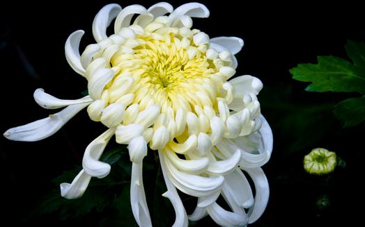 菊花怎么養？菊花的養護方法