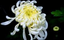 菊花怎么養(yǎng)？菊花的養(yǎng)護方法