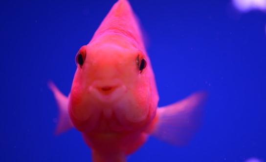 鸚鵡魚怎么養？鸚鵡魚常見病有哪些？
