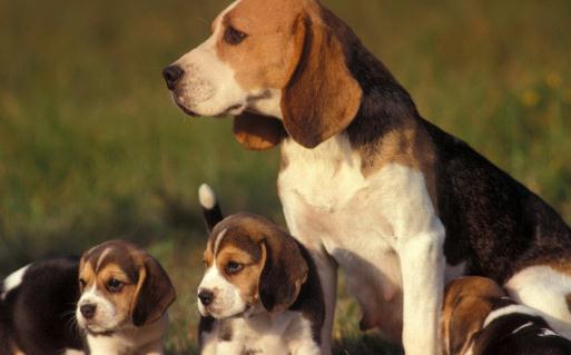 比格犬多少錢一只？比格犬如何喂養(yǎng)？