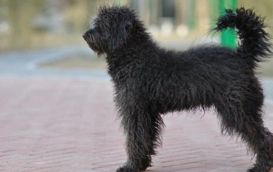 波利犬如何喂養？波利犬多少錢一只？