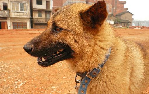 中華田園犬是什么狗？中華田園犬怎樣訓練？