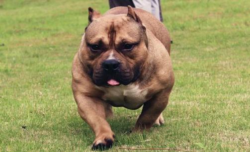 惡霸犬是怎樣的？惡霸犬怎樣喂養(yǎng)？