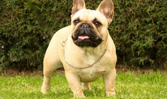 法國(guó)斗牛犬怎么養(yǎng)？法國(guó)斗牛犬怎么訓(xùn)練？