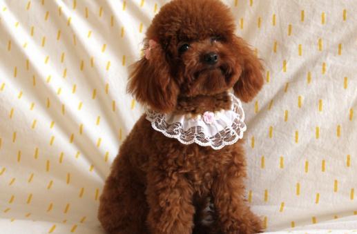 貴賓犬性格溫和嗎？貴賓犬怎么養(yǎng)？