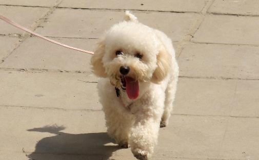 貴婦犬怎么養？貴婦犬好訓練嗎？