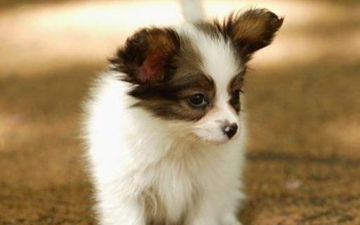 蝴蝶犬多少錢能買到？蝴蝶犬怎么訓(xùn)練？