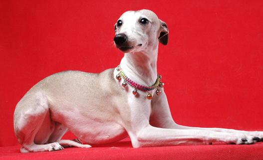惠比特犬是什么？惠比特犬怎么養？