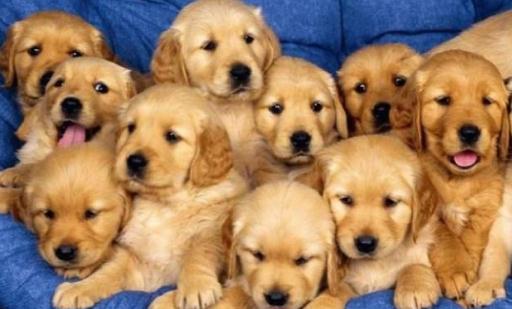 金毛多少錢一條？金毛犬如何喂養？