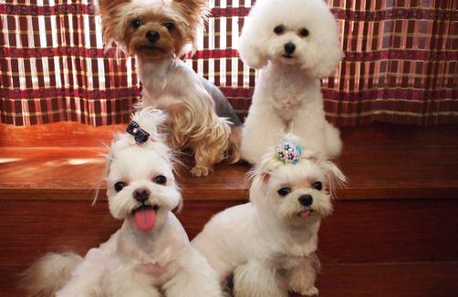 馬爾濟斯犬如何喂養(yǎng)？馬爾濟斯犬怎樣訓練？
