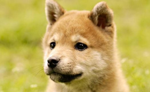 秋田犬是什么品種？秋田犬怎么養(yǎng)？