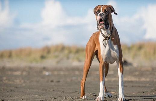 拳師犬的簡介-拳師犬怎么喂養？