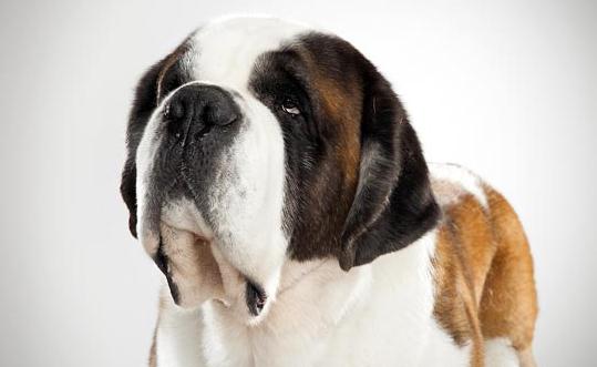 圣伯納犬如何訓(xùn)練？圣伯納犬怎么養(yǎng)？