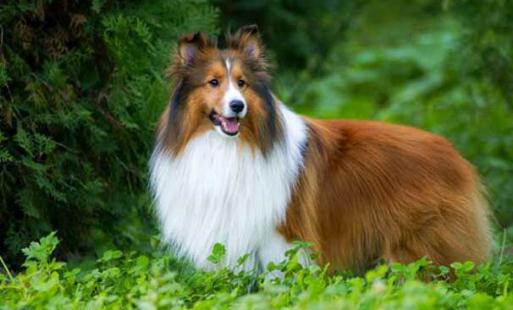 喜樂蒂牧羊犬怎樣訓練？喜樂蒂牧羊犬的簡介