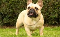 法國(guó)斗牛犬怎么養(yǎng)？法國(guó)斗牛犬怎么訓(xùn)練？