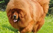 高加索犬是什么品種？高加索犬怎么養？
