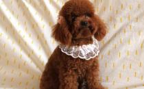 貴賓犬性格溫和嗎？貴賓犬怎么養？