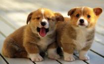 柯基犬如何喂養？柯基犬怎樣訓練？