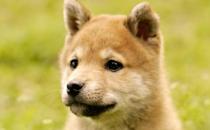秋田犬是什么品種？秋田犬怎么養？