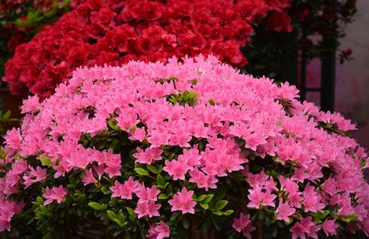 杜鵑花的介紹-杜鵑花如何養護？